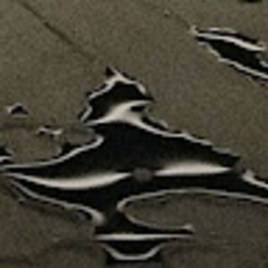 Meet your Posher, Bailey